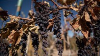 Banyak yang tidak mempercayai jika tanaman anggur bisa tumbuh dan diproduksi di gurun Atacama. Cecilia pun merasa bangga dengan prestasi pemeliharaan kebun anggurnya.  