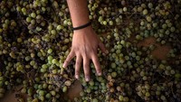 Cecilia memiliki berbagai stragegi merawat kebun anggurnya di kondisi tanah gersang di gurun Atacama. Anggur yang dihasilkan berbeda pada anggur pada umumnya.  
