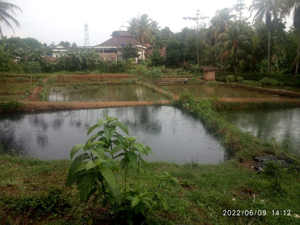Kolam atau tambak yang sudah ditabur sekitar 100 ribu ekor bibit ikan lele milik Mitsuhiro Taniguchi di belakang rumah Masduki.