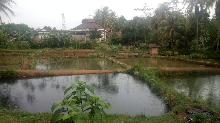 Kolam atau tambak yang sudah ditabur sekitar 100 ribu ekor bibit ikan lele milik Mitsuhiro Taniguchi di belakang rumah Masduki.