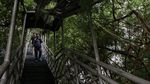 Kondisi JPO di Kota Tangerang Ini Bak Hutan Belantara, Kok Bisa?
