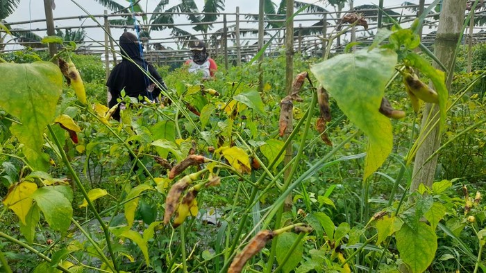 Petani cabai di Bogor gagal panen karena tanaman kena patek (Sholihin-detikcom)
