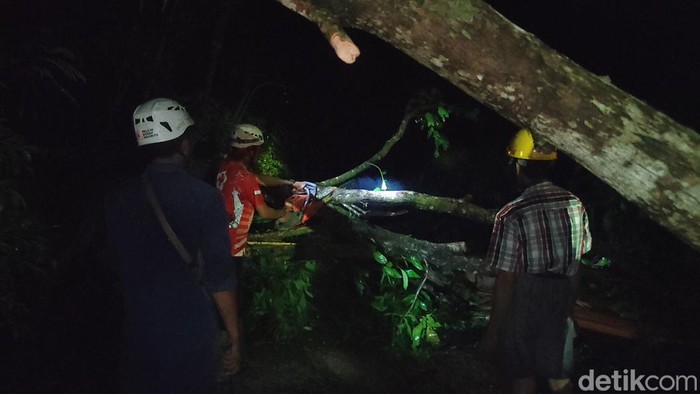 Pohon tumbang di Kalurahan Tirtorahayu Galur, Kulon Progo, DIY, Rabu (8/6/2022) malam.