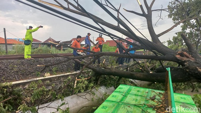 Pohon tumbang timpa rel kereta api di Lamongan