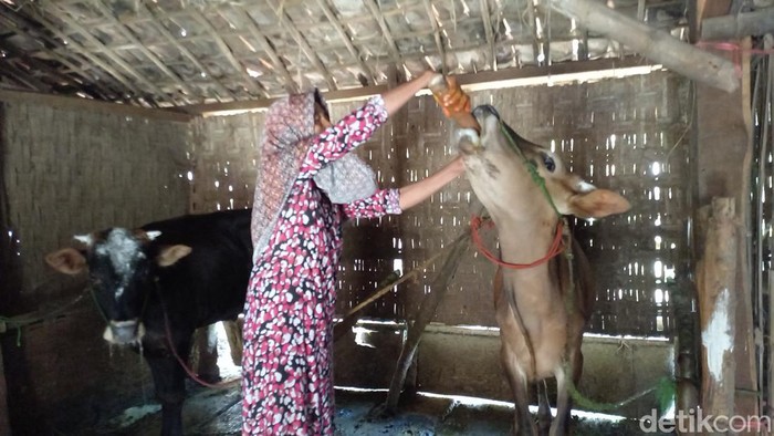 Rohillah peternak Sampang berhasil mengobati sapinya dari ramuan tradisional turun-temurun dari orang tuanya.