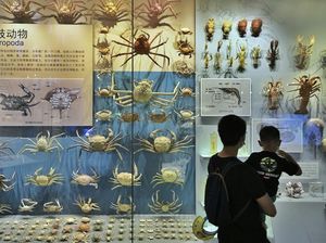 Sejarah dan Tema Hari Laut Sedunia 2024, Diperingati Tiap 8 Juni