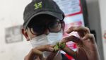 Thailand Legalkan Ganja, Warga Sambut Suka Cita