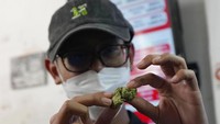 Penggunaan ganja untuk kepentingan rekreasional, semisal diisap sebagai rokok untuk giting atau keadaan nyaman tapi semu bagi pemakai, belum diizinkan pemerintah Thailand.