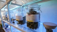 Tanaman ganja industri alias hemp yang masih masuk keluarga Cannabis sativa sejatinya dapat digunakan untuk beragam produk. Mulai dari bahan kosmetik, suplemen, kuliner hingga obat-obatan.