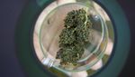 Thailand Legalkan Ganja, Warga Sambut Suka Cita