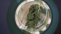 Meski terjadi pelonggaran, bukan berarti tiada rambu sama sekali. Ekstrak ganja dengan kadar Tetrahydrocannabinol (THC) melampaui 0,2% masih masuk daftar narkotika Kategori 5 Thailand. Mulai 9 Juni, baik pihak penjual maupun pembeli ekstrak ganja dengan kadar THC di atas 0,2% harus memiliki lisensi penjualan narkotika dari pemerintah Thailand.