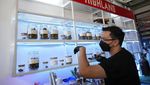 Thailand Legalkan Ganja, Warga Sambut Suka Cita