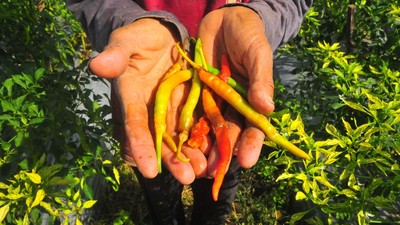 Waduh, Petani-Nelayan di Indonesia Terdampak Cuaca Tak Menentu