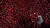 Menurut pedagang di Pasar Rangkasbitung, Lebak, Banten, Jumat (3/6/2022), harga cabai merah pekan lalu naik dari Rp 55 ribu per kilogram menjadi Rp 70 ribu per kilogram yang disebabkan cuaca buruk di sejumlah daerah penghasil.(Bagus Khoirunas/Antara Foto).