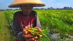 Waduh, Petani-Nelayan di Indonesia Terdampak Cuaca Tak Menentu