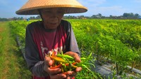 Petani menunjukkan cabai merah yang terserang hama di persawahan Desa Setrokalangan, Kudus, Jawa Tengah, Selasa (7/6/2022). (Yusuf Nugroho/Antara Foto).