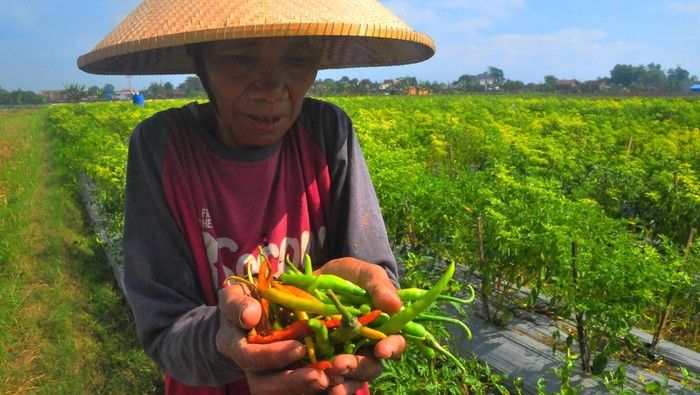 Waduh, Petani-Nelayan di Indonesia Terdampak Cuaca Buruk Dampak cuaca buruk terasa bagi para nelayan hingga petani di Indonesia. Cuaca buruk menyebabkan harga cabai di berbagai wilayah merangkak naik.
