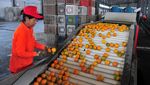 Serba Cepat, Seperti Ini Proses Sortir Buah Jeruk di China