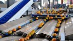 Serba Cepat, Seperti Ini Proses Sortir Buah Jeruk di China