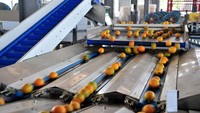 Industri agrikultur dewasa ini kian canggih dan modern. Terlihat dari rumitnya peralatan di pabrik saat sortir.