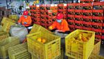 Serba Cepat, Seperti Ini Proses Sortir Buah Jeruk di China