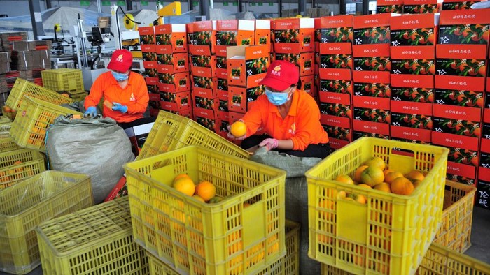 1401873183 YICHANG, CHINA - JUNE 08: Workers package oranges at a modern agricultural industrial park on June 8, 2022 in Yichang, Hubei Province of China. (Photo by Zhang Guorong/VCG via Getty Images)
