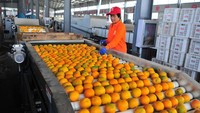 Seorang pekerja di sebuah pabrik agrikultur di kawasan Hubei, China, tengah mensortir ribuan buah jeruk.