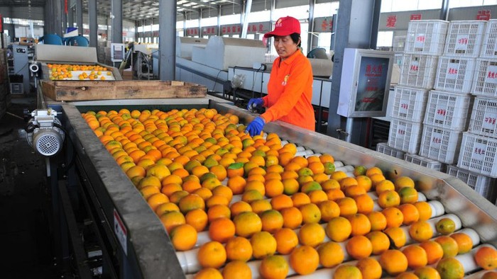 1401873183 YICHANG, CHINA - JUNE 08: Workers package oranges at a modern agricultural industrial park on June 8, 2022 in Yichang, Hubei Province of China. (Photo by Zhang Guorong/VCG via Getty Images)
