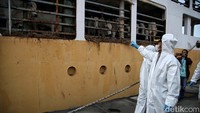 Sebanyak 550 sapi dari NTB dan NTT itu telah diperiksa kesehatannya dan siap dikirim ke wilayah Jabodetabek untuk kebutuhan masyarakat jelang Idul Adha.