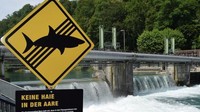 Tepat di hari ke-14 pencarian, akhirnya jasad Eril ditemukan di Bendungan Engehalde, Bern, Swiss. Mendapat kabar itu, Ridwan Kamil pun kembali terbang ke Swiss (Foto: https://rowing.ch/)