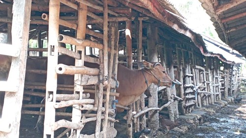 Hewan ternak sapi di salah satu kandang milik peternak di Lombok Barat.