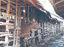 Hewan Peliharaan Tetangga Ganggu Kenyamanan, Begini Hukumnya Dalam Islam