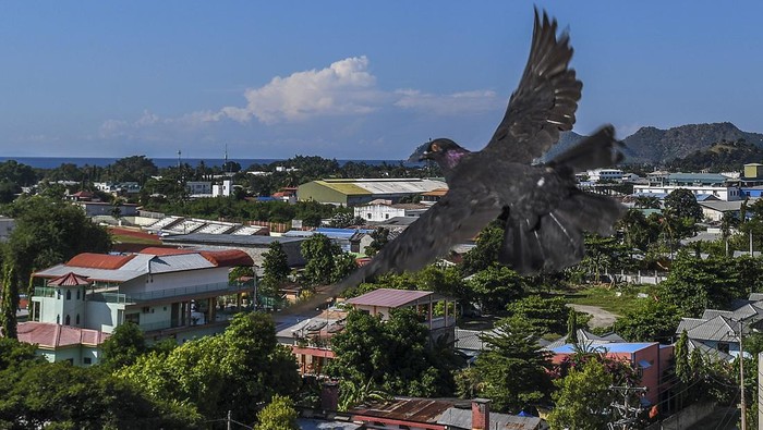 JEJAK INDONESIA DI TIMOR LESTE Seekor burung melintas dengan latar suasana kota Dili, di Timor Leste, Selasa (17/5/2022). ANTARA FOTO/Galih Pradipta