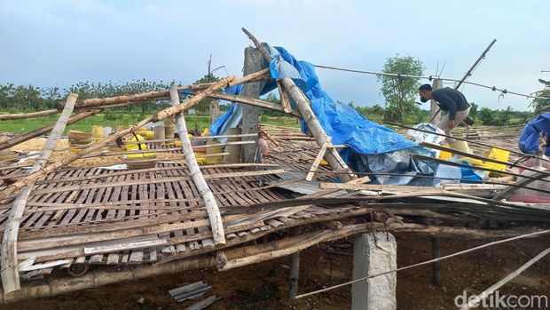 kandang ayam ambruk di lamongan