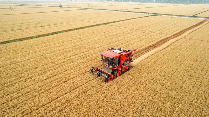 HUAXIAN, CHINA - JUNE 09 2022: Combine harvesters work in the wheat land in Huaxian county in central China's Henan province Thursday, June 09, 2022. (Photo credit should read Feature China/Future Publishing via Getty Images)