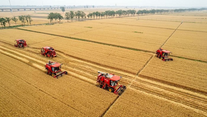 Lihat Panen Gandum di China , 5 Alat Berat Diterjunkan HUAXIAN, CHINA - JUNE 09 2022: Combine harvesters work in the wheat land in Huaxian county in central China's Henan province Thursday, June 09, 2022. (Photo credit should read Feature China/Future Publishing via Getty Images)