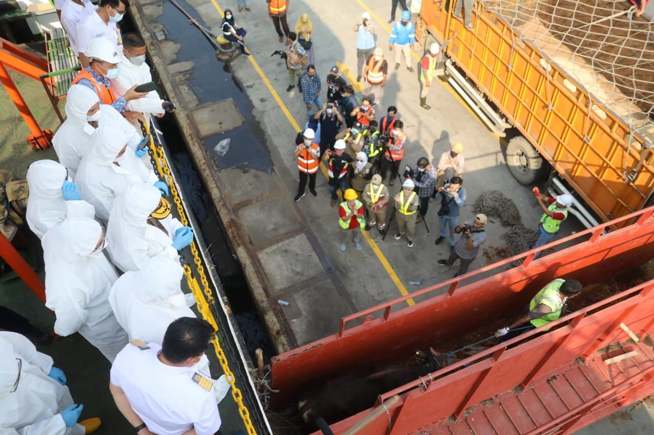 Mentan SYL Inspeksi Kedatangan Kapal Ternak di Pelabuhan Tanjung Priok, Jumat (10/6/2022). (Dok: Kementan)