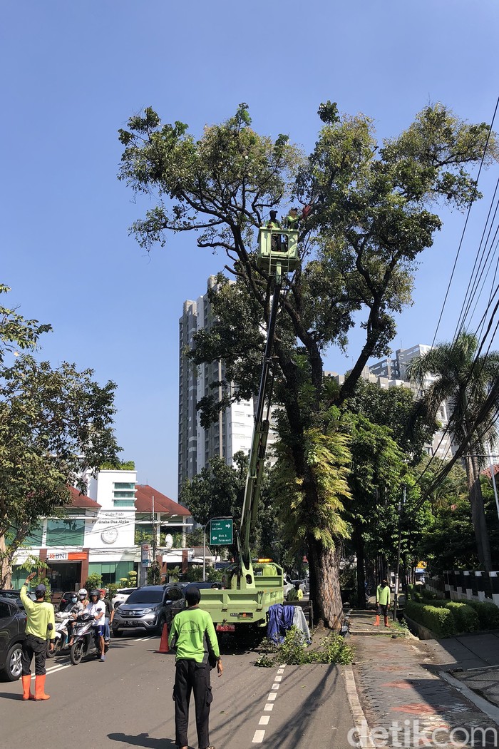 Pemangkasan Pohon Tua Petugas memangkas pohon tua di Jl Gandaria Tengah III, Jakarta Selatan, Jumat (10/6/2022). Memastikan keindahan dan keamanan di kawasan tersebut.