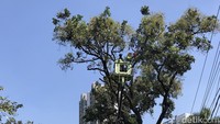 Petugas menggunakan scissor lift untuk memangkas pohon mahagoni yang sudah tua ini.