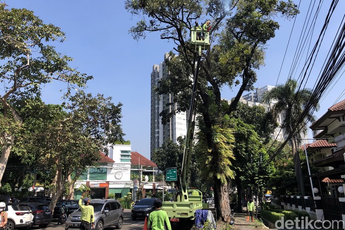 Pemangkasan Pohon Tua Petugas memangkas pohon tua di Jl Gandaria Tengah III, Jakarta Selatan, Jumat (10/6/2022). Memastikan keindahan dan keamanan di kawasan tersebut.