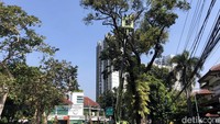 Pemotongan dahan dan ranting ini guna menghindari pohon tumbang di saat hujan disertai angin yang terjadi beberapa waktu terakhir.