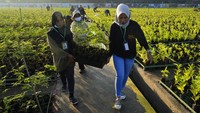  Pekerja beraktivitas di Persemaian Rumpin, Bogor. Pemerintah menargetkan ada 30 pusat persemaian hingga 3 tahun ke depan.  