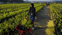 Nantinya, bibit ini akan ditanam di lahan kritis.