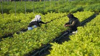 Bibit-bibit ini akan ditanam di lahan kritis seperti di kabupaten atau provinsi yang sering longsor. Juga di daerah aliran sungai terutama di hulu sungai.  