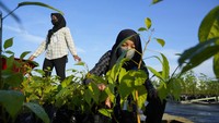 Cuaca sejuk di kawasan Rumpin cocok untuk menyemai benih tanaman.