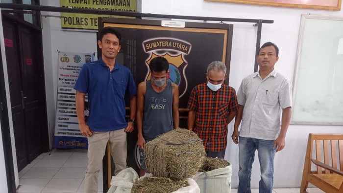 Polisi menunjukkan barang bukti ganja dan tersangka