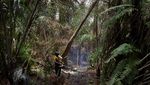 Potret Ironi Hutan Nigeria, Jumlah Penebang Melebihi Jumlah Pohon