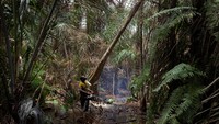 Pohon-pohon tinggi yang bisa menyelamatkan bumi itu kini hilang akibat penebangan liar yang semakin marak terjadi di negara bagian Ondo, barat daya Nigeria.