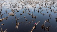 Sementara itu, di sekelilingnya tunggul-tunggul bekas tebangan bertebaran di hutan berawa itu, seakan jadi pengingat bahwa di situ pernah berdiri pohon-pohon yang tinggi.