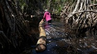Seorang penebang pohon mengatakan bahwa dulunya ia dan penebang lainnya bisa menebang 15 pohon di satu lokasi. Namun, kini mereka kesulitan mendapat pohon karena sudah habis ditebang.